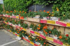 IMG_20250525_182521-Copy